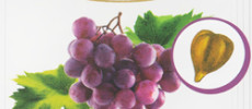Viinamarjaseemneõli